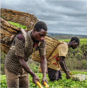 africa-farmers3-1